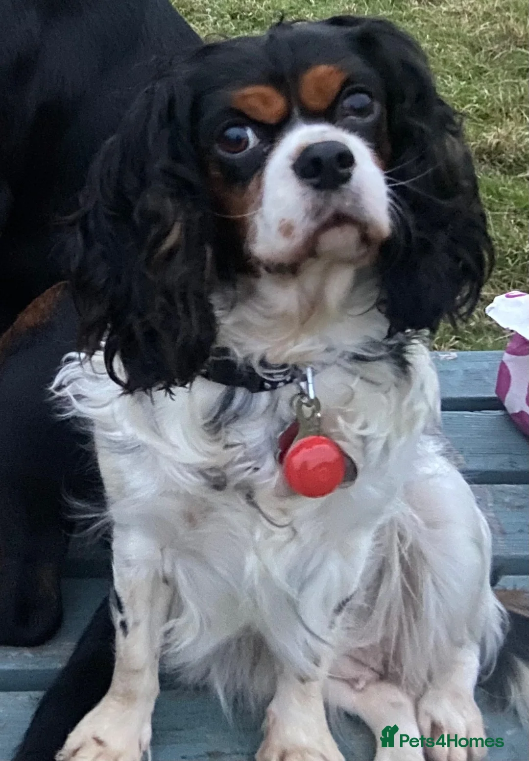 Cavalier King Charles Spaniel dogs for sale: K.C registered Black n Tan Cavalier King Charles - Advert 4