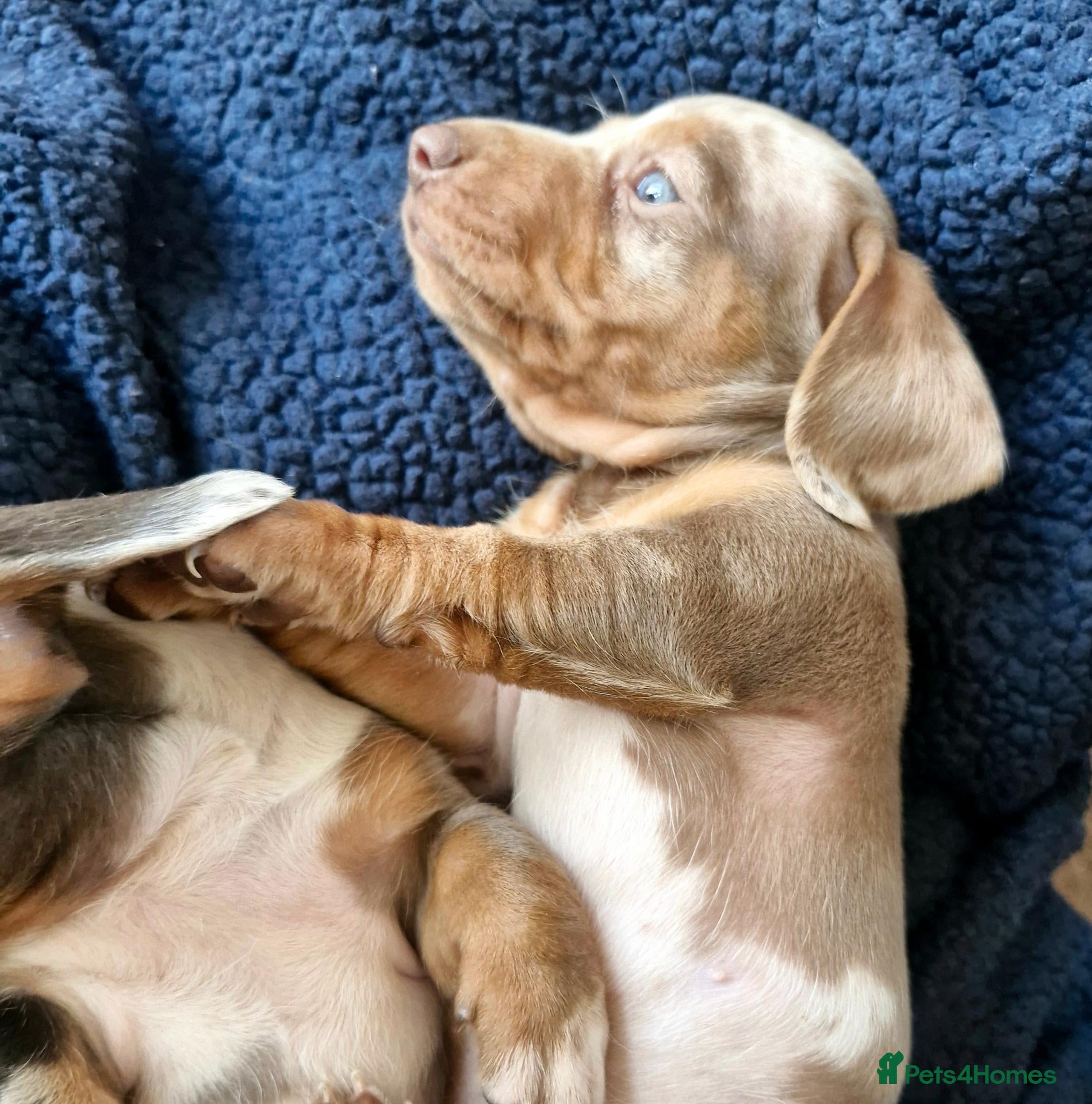 Miniature Dachshund dogs Rare piebald dapples cute mini dachshund puppies! - Advert 2