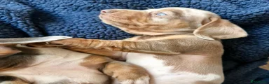 Miniature Dachshund 2