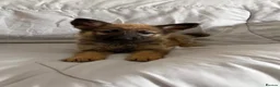 German Shepherd dogs for sale: German Shepherd Puppies in London - Advert 2