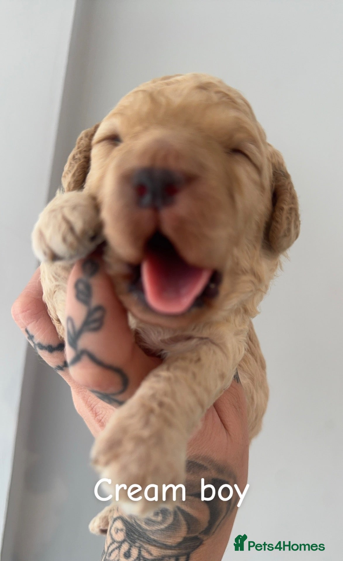 Miniature Poodle dogs Poodle puppies for sale ready November  - Advert 4