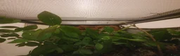 Stick Insects invertebrates for sale: Indian Stick Insect babies  - Advert 4