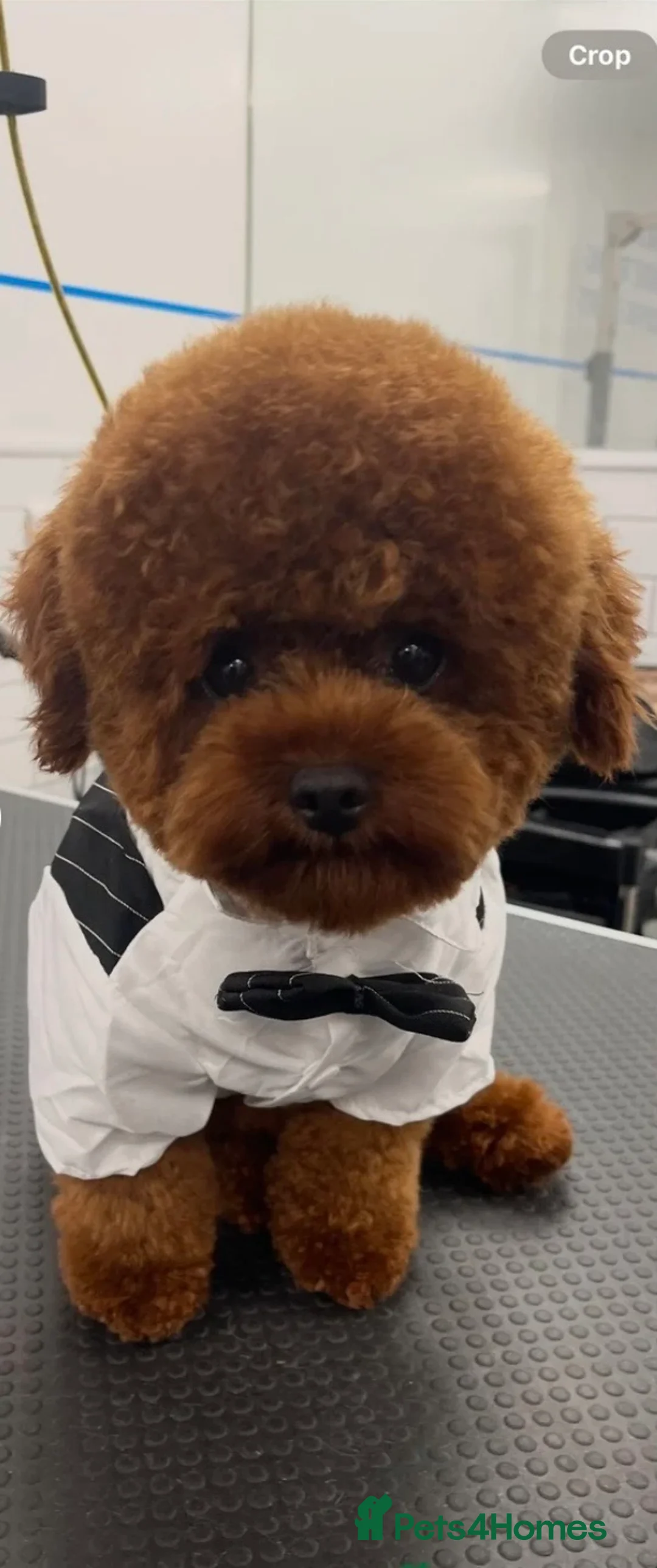 Maltipoo dogs for sale: Extensively DNA clear Maltipoo  - Advert 4