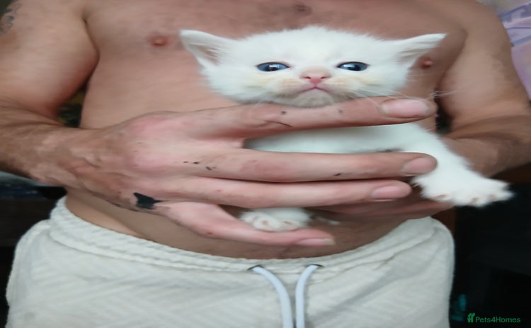 Mixed Breed cats - Advert 2