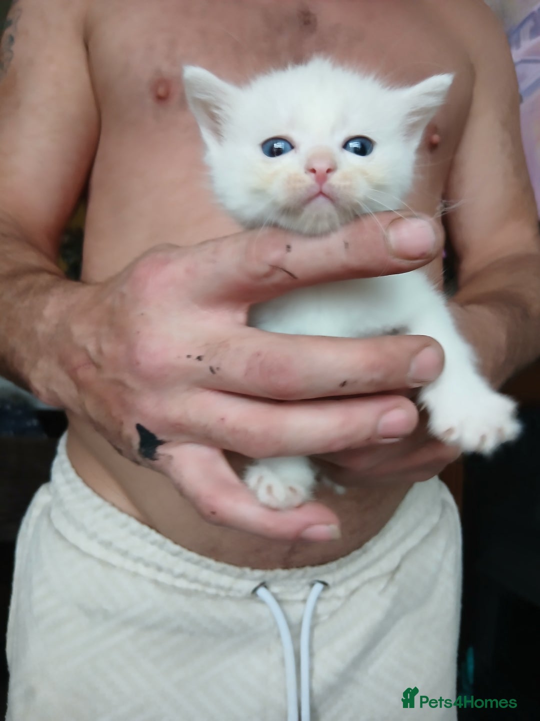 Mixed Breed cats for sale: Beautiful fluffy kittens - Image 1