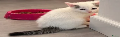 Persian 1