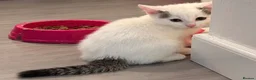 Persian cats for sale: 3 beautiful half Persian kittens left for sale!! - Advert 6