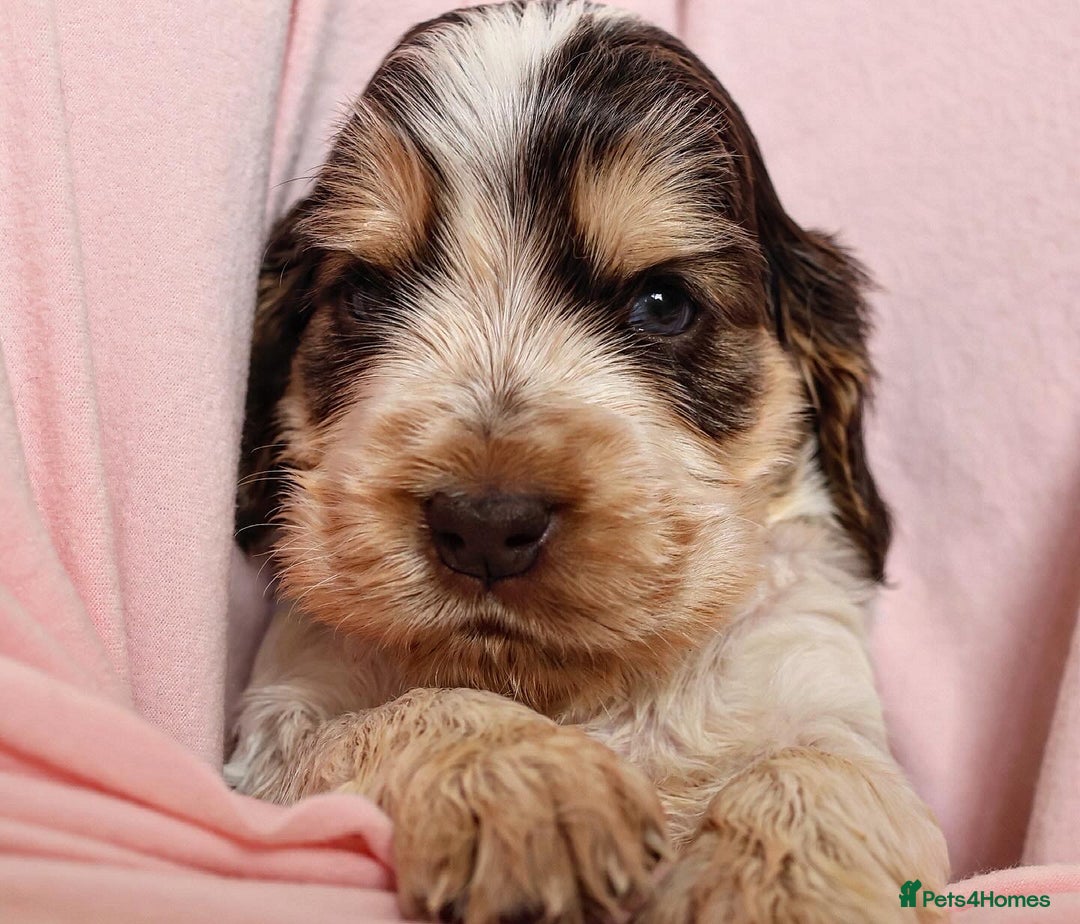 Cocker Spaniel dogs for sale: Beautiful family SHOW cocker spaniels LAST 2 - Image 20