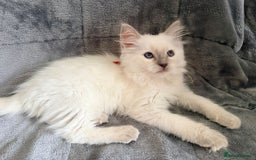 Ragdoll cats for sale: 6 Ragdoll kitten for sale  - Advert 3