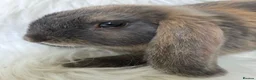 Mini Lop rabbits for sale: Only 3 left boy available. Beautiful mini lops - Advert 1