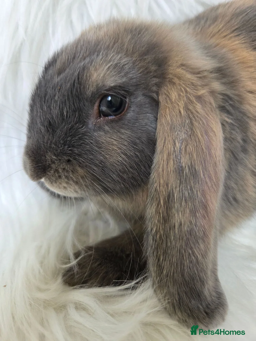 Mini Lop rabbits for sale: Only 3 left boy available. Beautiful mini lops - Advert 1