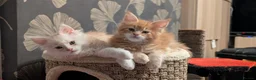 Maine Coon cats for sale: Pedigree, Tica registered last girl - Advert 5