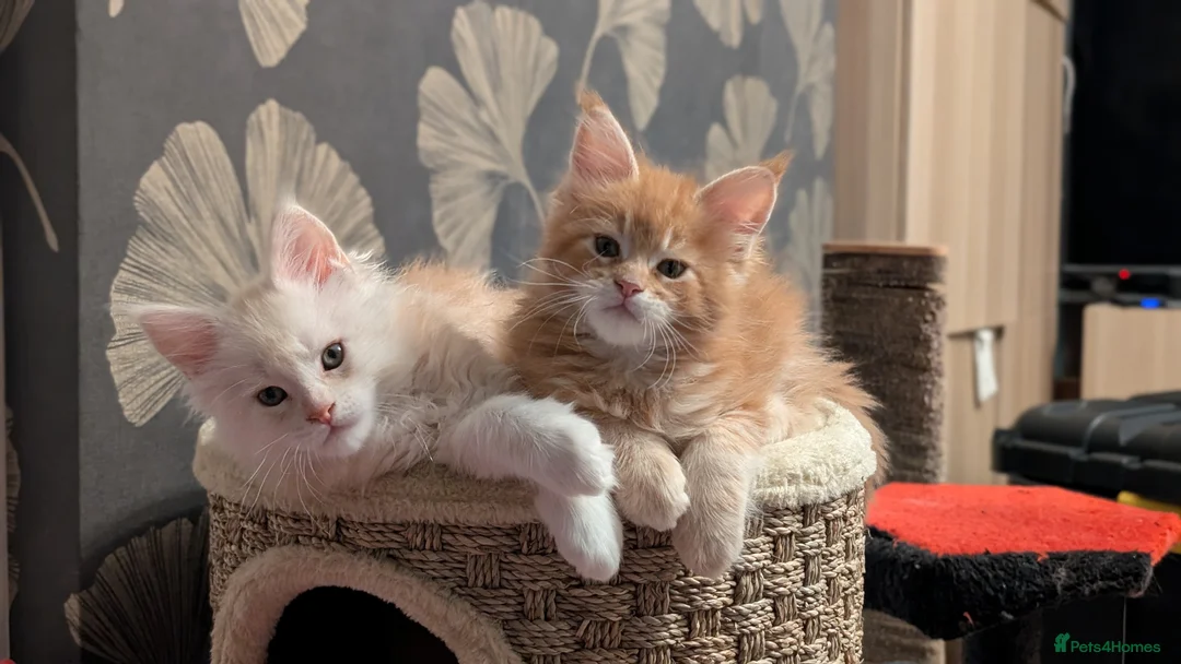 Maine Coon cats for sale: Pedigree, Tica registered last girl - Advert 5