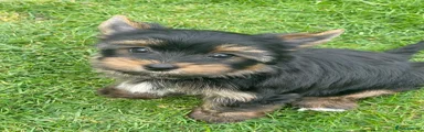 Yorkshire Terrier Puppy 1