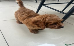Cavapoo dogs for sale: **REHOME- F1 miniature cavapoo  - Image 7