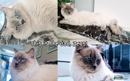 Ragdoll cats for sale: 🐾Adorable Blue Point Ragdoll Kittens ready soon🐾 - Image 7
