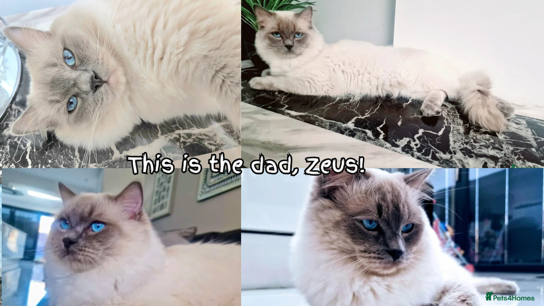 Ragdoll cats for sale: 🐾Adorable Blue Point Ragdoll Kittens ready soon🐾 - Image 7