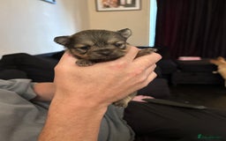 Chihuahua dogs for sale: Chihuahua and Pomchi puppies - Image 4