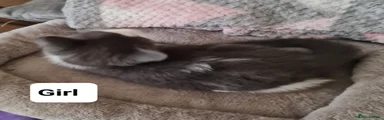 FEMALE -Blue Tuxedo 