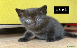 Mixed Breed cats for sale: 🐾 Adorable British Shorthair Mix Kittens 🐾 - Image 2