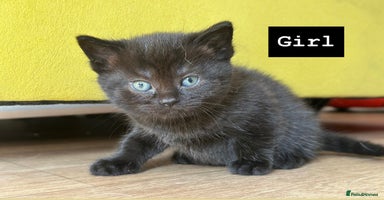 Mixed Breed cats - Advert 10