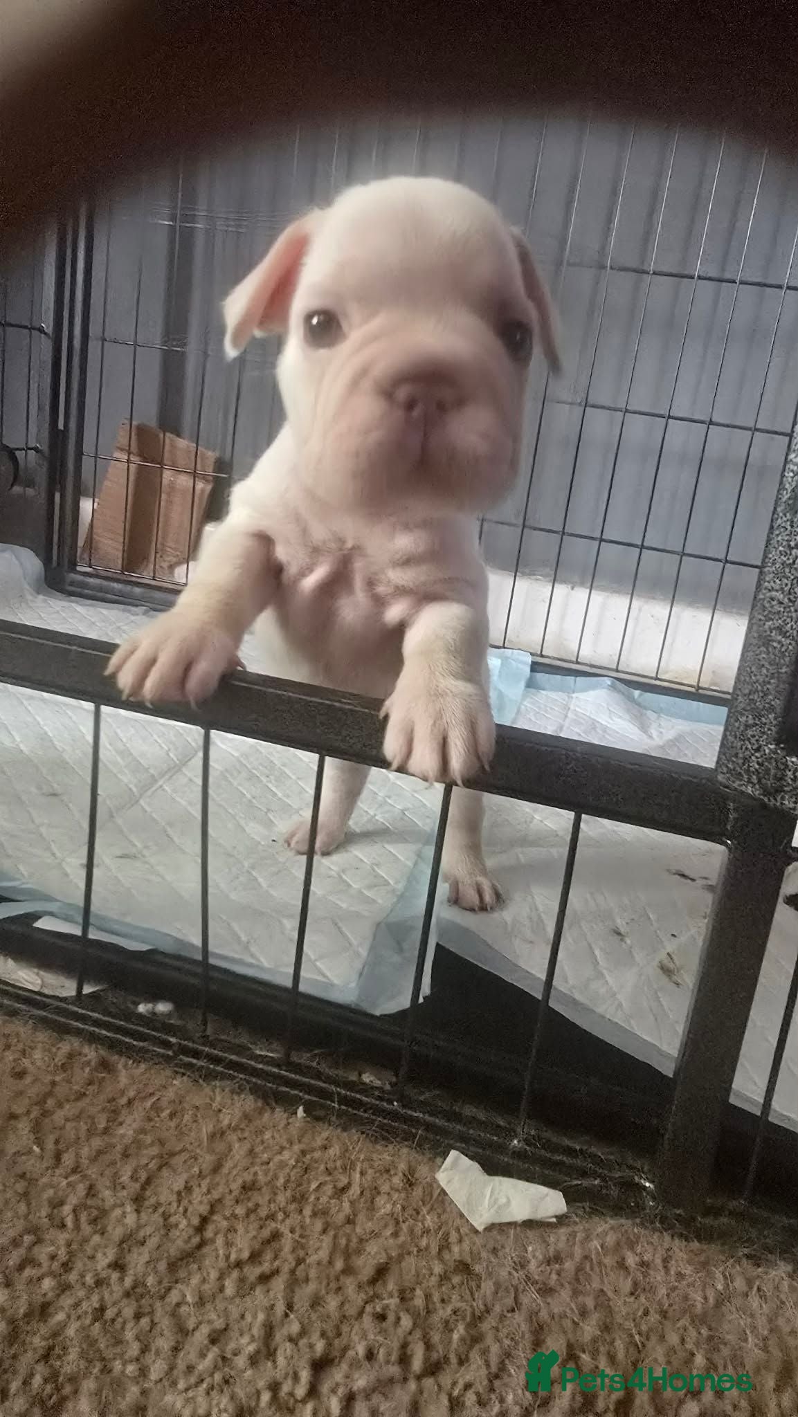French Bulldog dogs French Bulldog Female - Advert 14