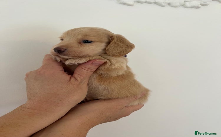 Miniature Dachshund dogs - Advert 3