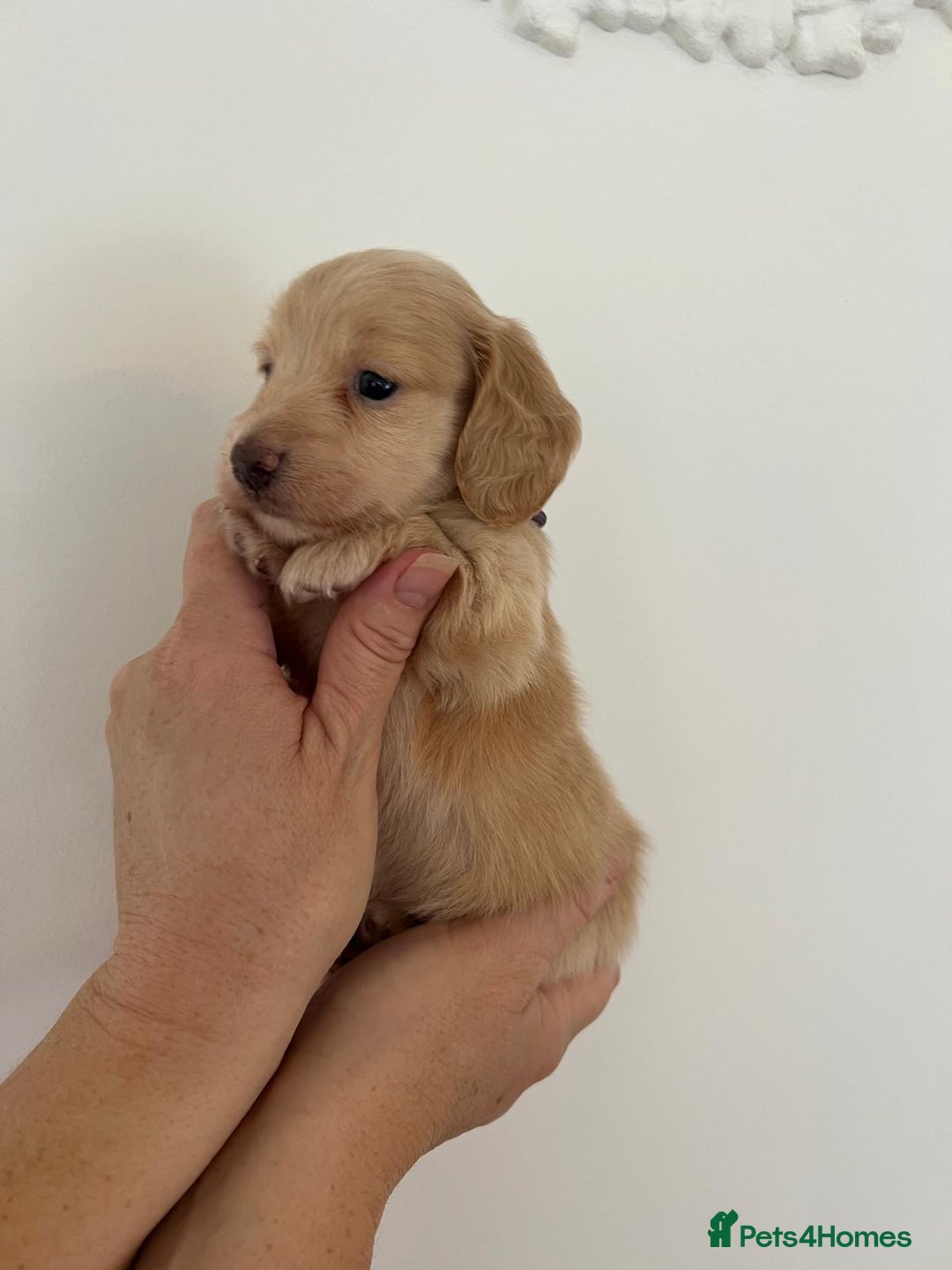 Miniature Dachshund dogs for sale: Miniature long hair dachshunds  - Image 1