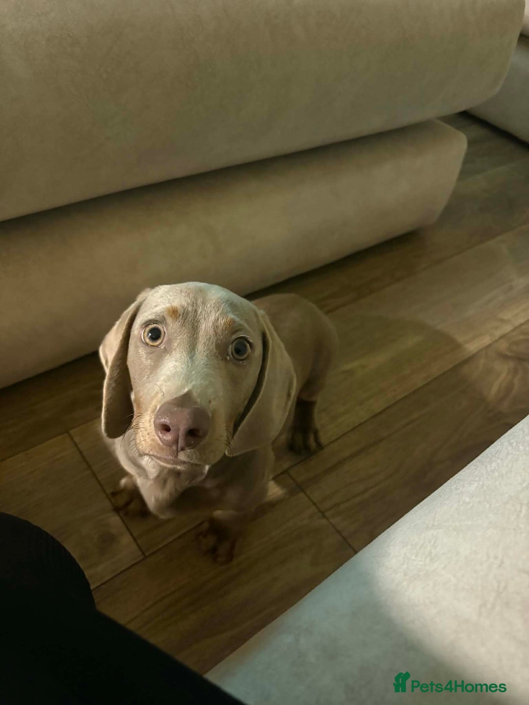 Miniature Dachshund dogs for sale: Mini dachshund Georgie  - Advert 4