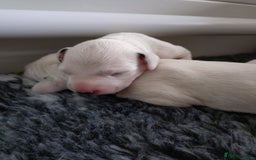 Dalmatian dogs for sale: Looking for 5* homes   - Image 10