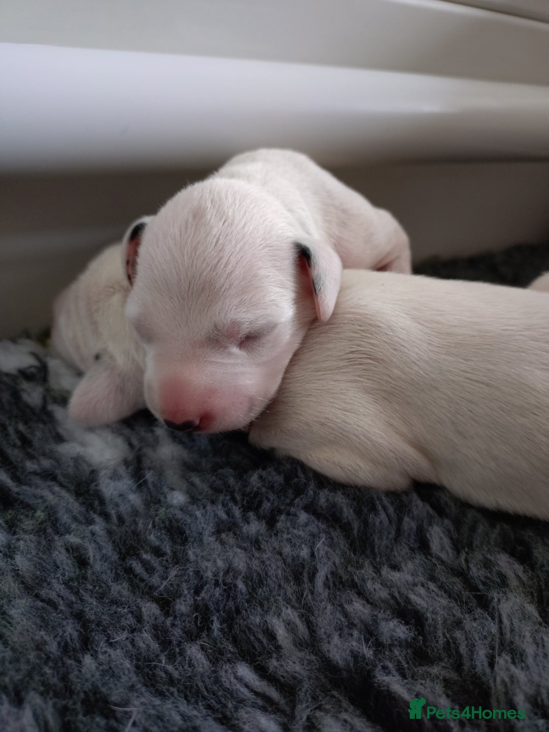 Dalmatian dogs for sale: Looking for 5* homes   - Image 10