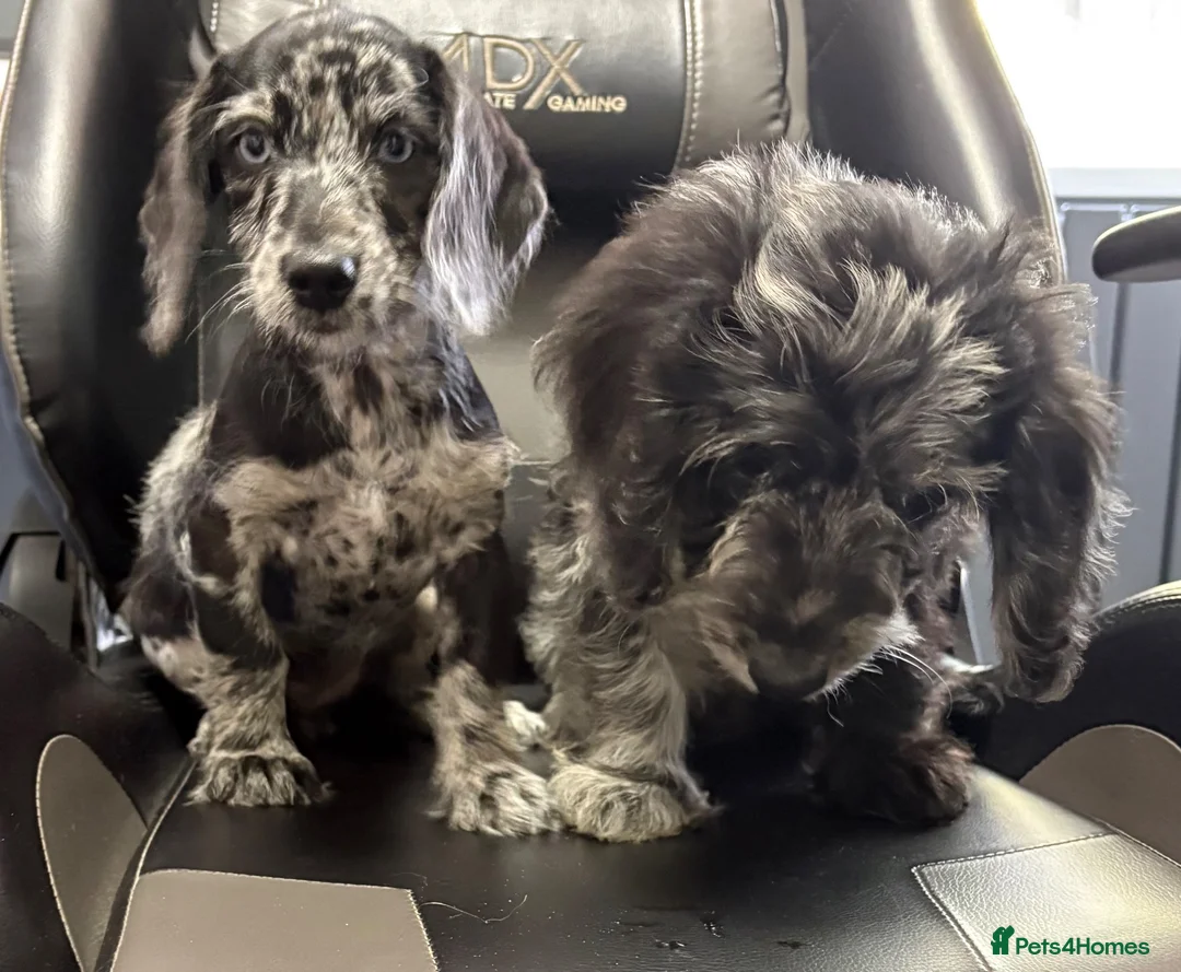 Mixed Breed dogs for sale: Fully vax READY NOW DOXIEPOO HEALTH TESTED PARENTS - Advert 2