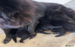 German Shepherd dogs for sale: STUNNING DNA TESTED GERMAN SHEPHERDS - Image 10