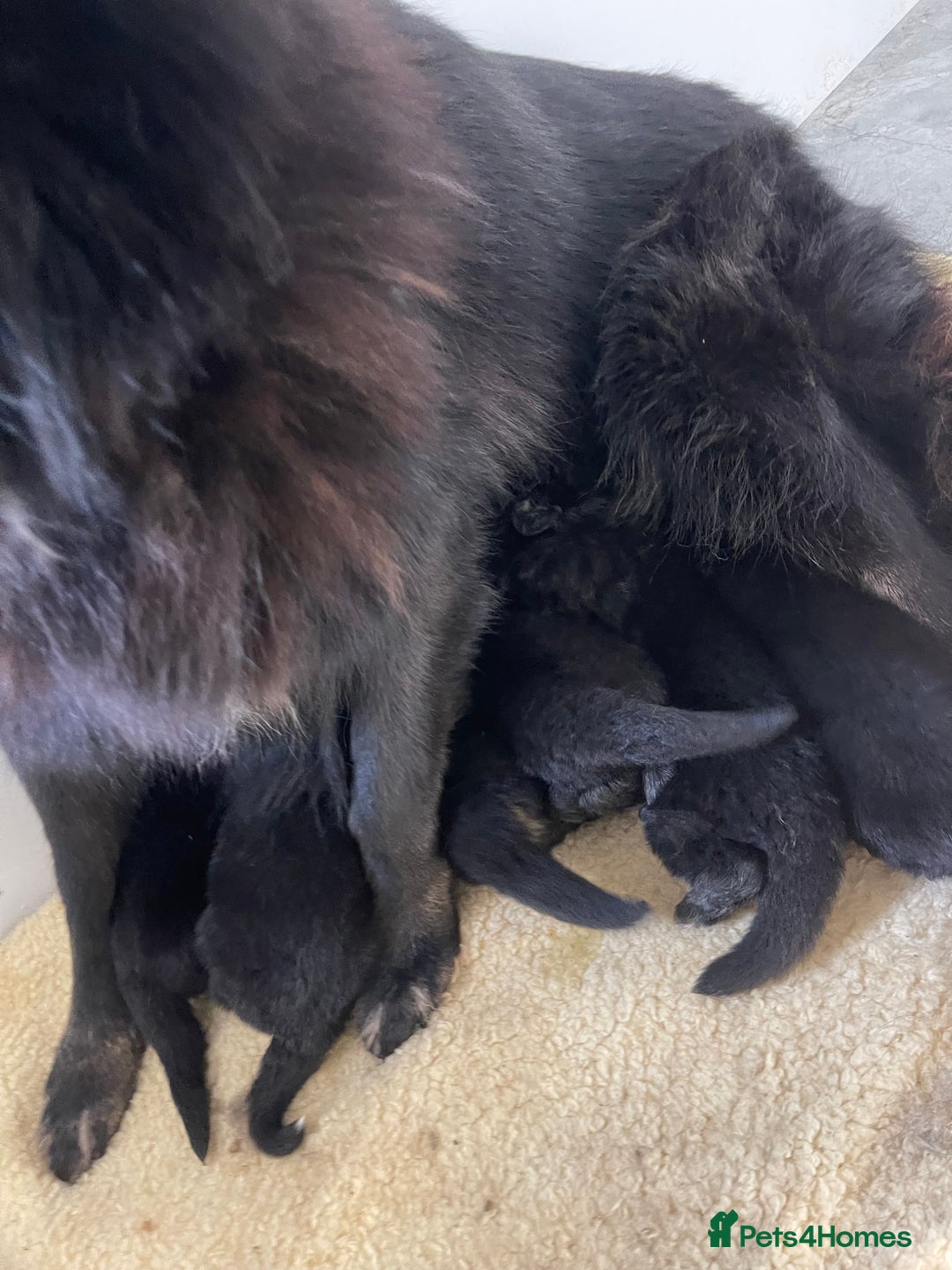 German Shepherd dogs for sale: STUNNING DNA TESTED GERMAN SHEPHERDS - Image 10
