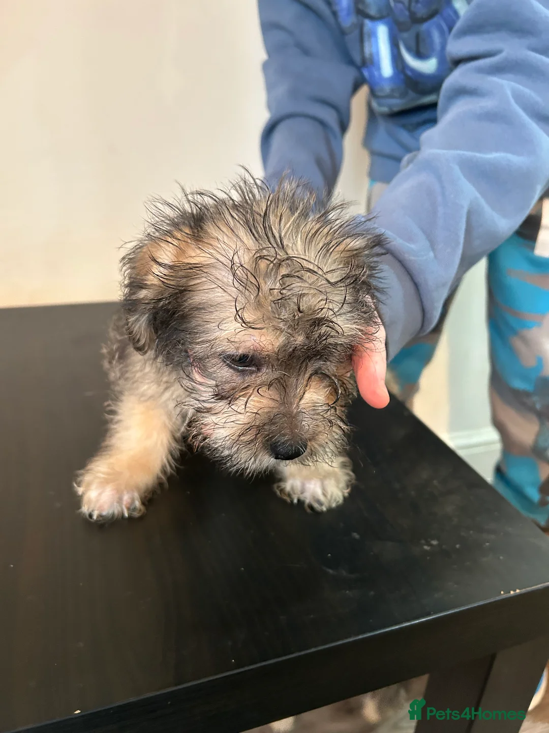 Mixed Breed dogs for sale: Jack russel cross Shih Tzu playful puppies  - Advert 8