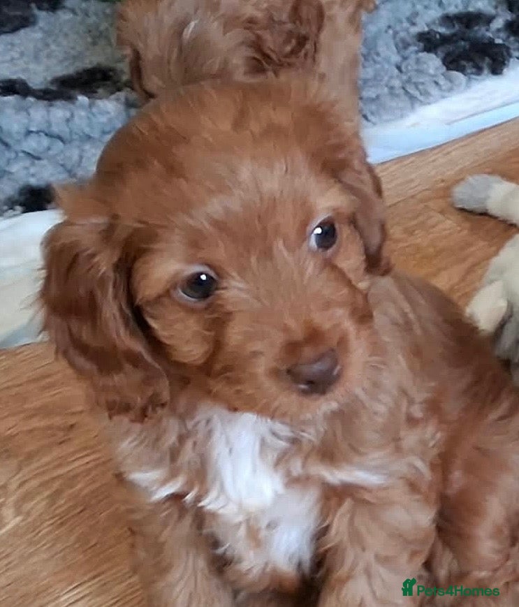 Cockapoo dogs for sale: Toy poodle cross F1 girl pup cute teddy bear face - Advert 1