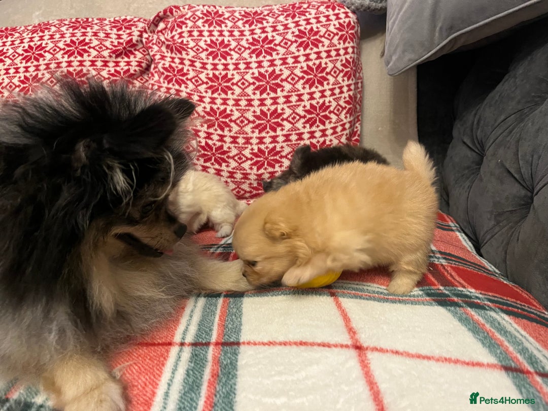 Pomeranian dogs for sale: Stunning Pomeranian puppys - Advert 35