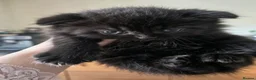 Scottish Fold cats for sale: Scottish fold kittens 6 wks old - Advert 6