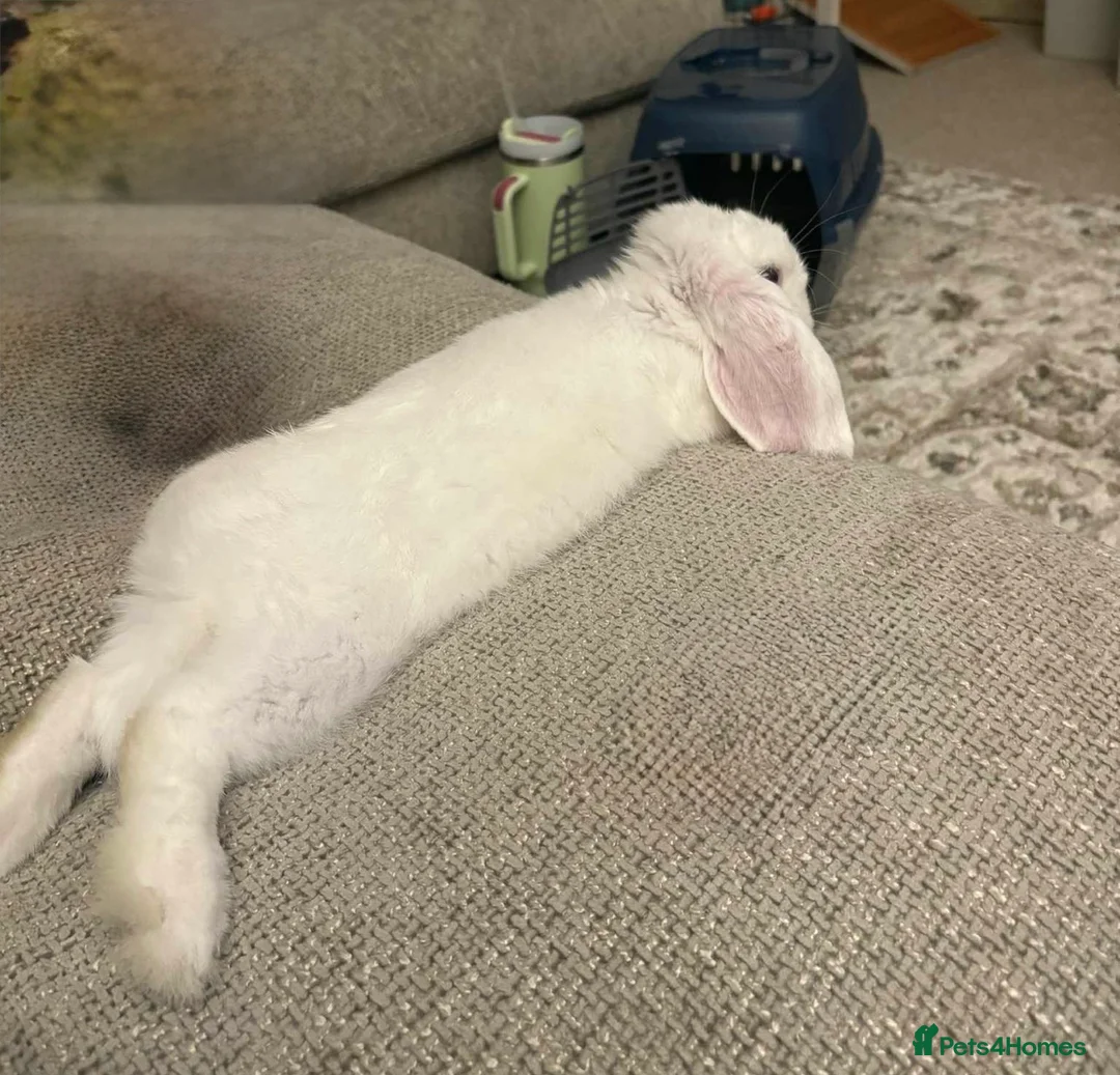 French Lop rabbits for sale: Nearly year old female lop sadly up for rehoming  - Advert 3