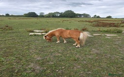 Shetland pony horses for sale: Beautiful 7h Mini shetland Gelding  - Image 10