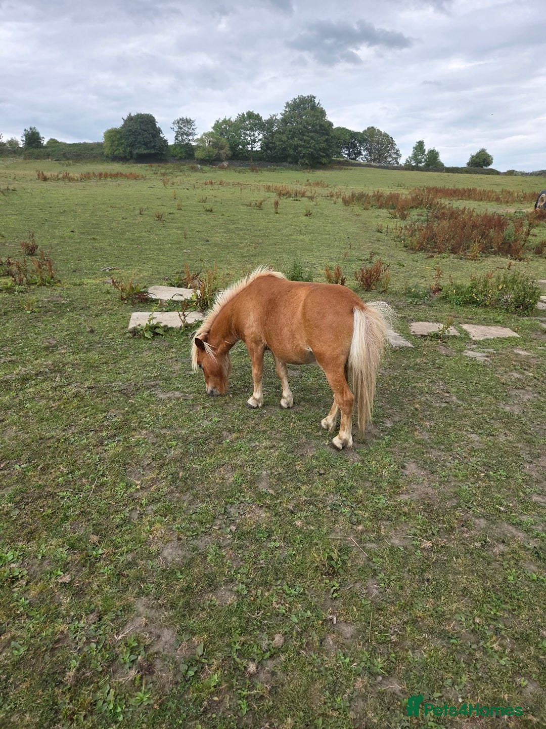 Shetland pony horses for sale: Beautiful 7h Mini shetland Gelding  - Image 10