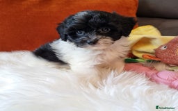 Cockapoo dogs for sale: Best Friend Sofa Companions 🥰 Fully vaccinated  - Image 14