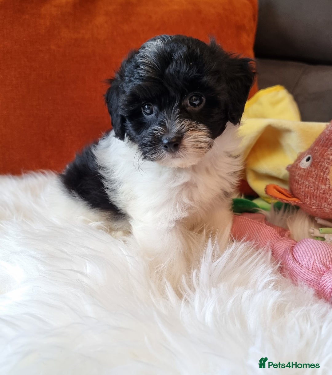 Cockapoo dogs for sale: Best Friend Sofa Companions 🥰 Fully vaccinated  - Image 14