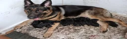 German Shepherd dogs for sale: Rocco in Leeds - Advert 3