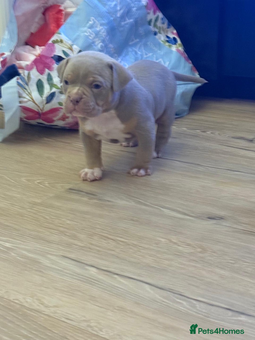 American Bully dogs for sale: Pocket bully pups - Advert 18