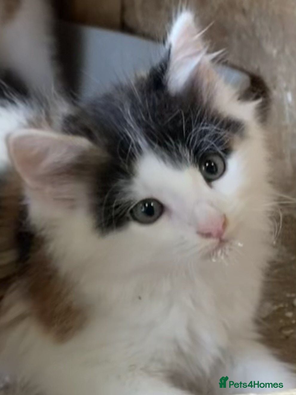 Mixed Breed cats FLUFFY FRIENDLY KITTENS FOR SALE - Advert 14