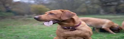 Labrador Retriever dogs for stud: Stud for sale  in London - Advert 3