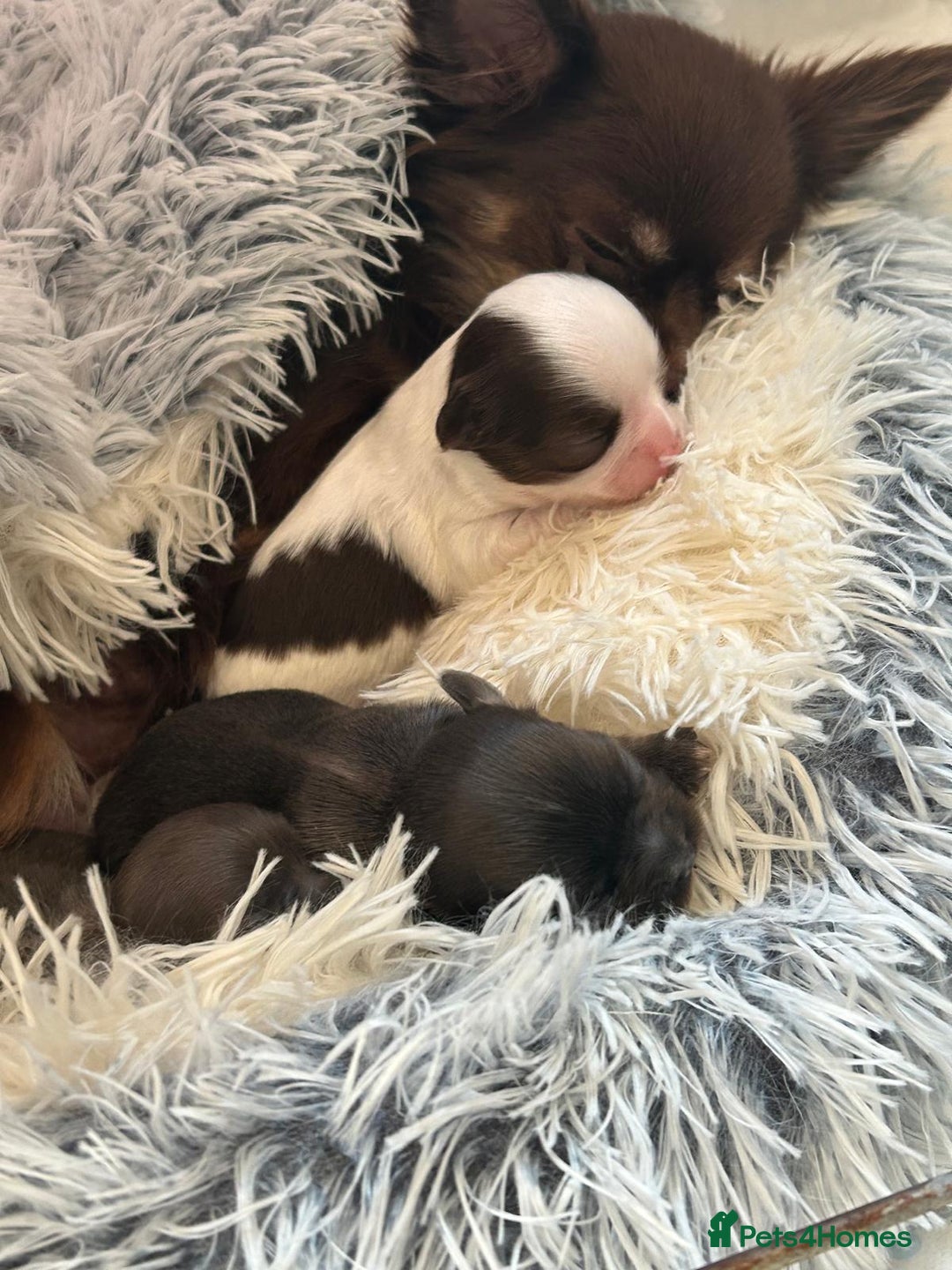 Chihuahua dogs for sale: Chihuahua teacup - Image 24