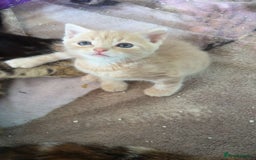 Mixed Breed cats for sale: Mixed breed fluffy kittens.  - Image 1