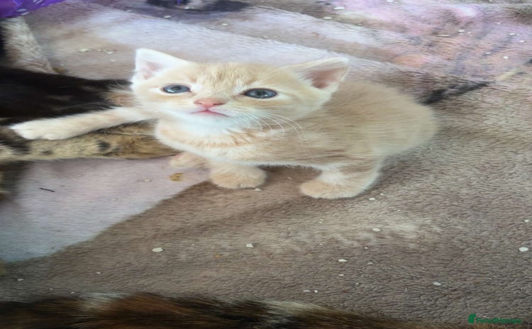 Mixed Breed cats - Advert 2